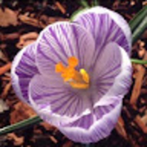 lillyholland827